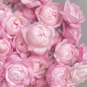 Strawberry Macaron Rose