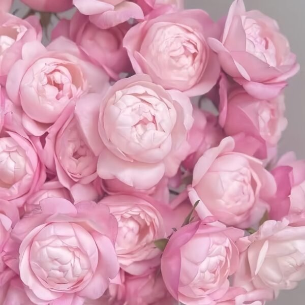 Strawberry Macaron Rose