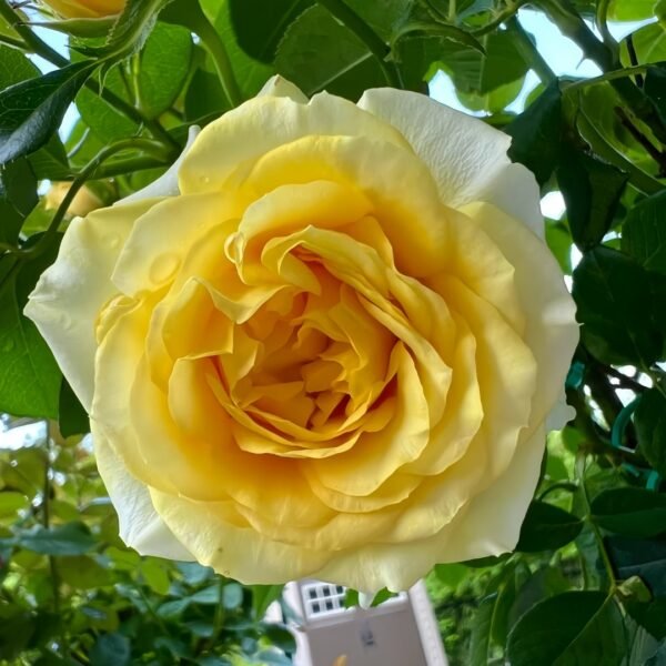 Sunny Beach Rose