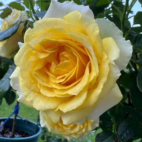 Sunny Beach Rose