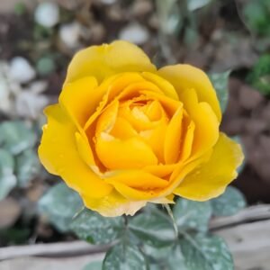 Sunny Beach Rose