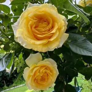 Sunny Beach Rose