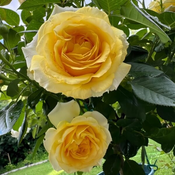 Sunny Beach Rose