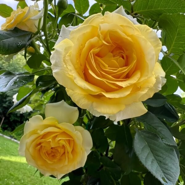 Sunny Beach Rose