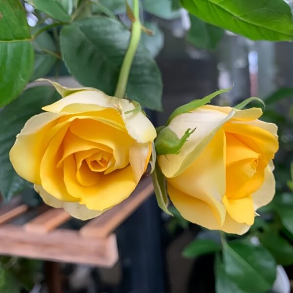 Sunny Beach Rose
