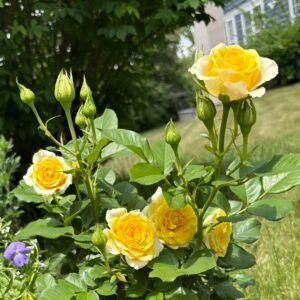 Sunny Beach Rose