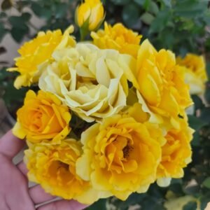 Sunny Beach Rose Plant｜阳光海滩 - 图片 10