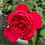 Traviata Rose