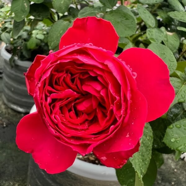 Traviata Rose