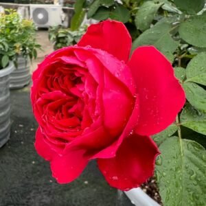 Traviata Rose