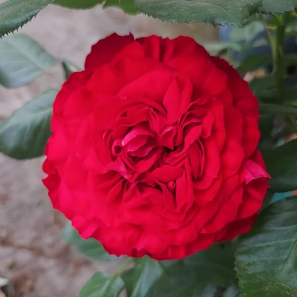 Traviata Rose