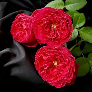 Traviata Rose