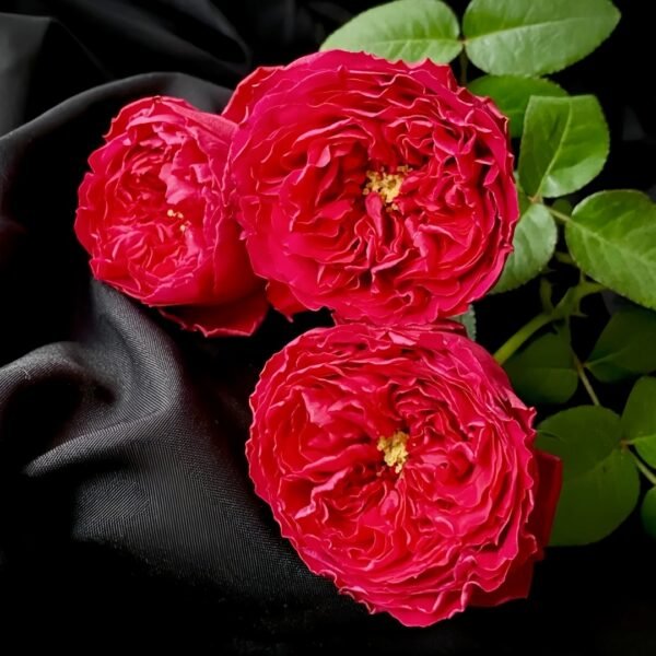 Traviata Rose