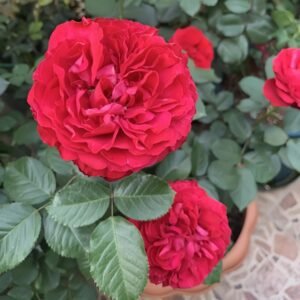 Traviata Rose