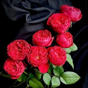 Traviata Rose Plant|茶花女 - 图片 10