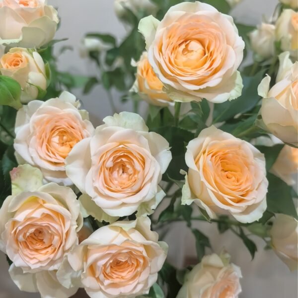 Tropicana Rose