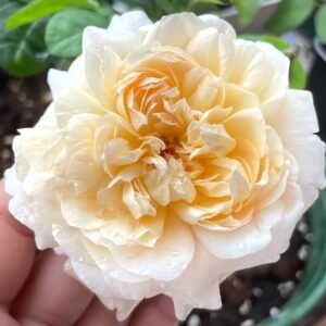 Tropicana Rose