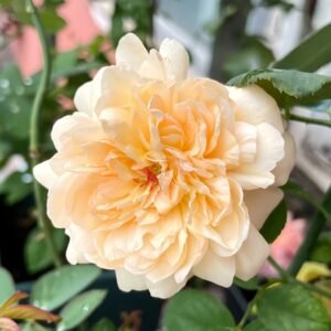 Tropicana Rose