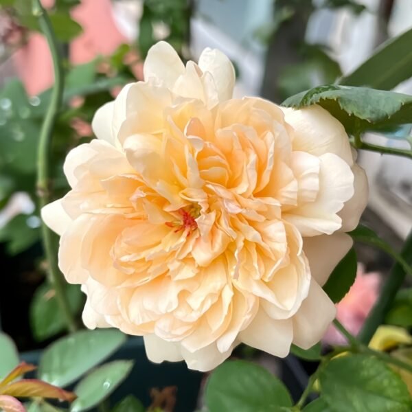 Tropicana Rose