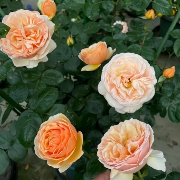 Tropicana Rose