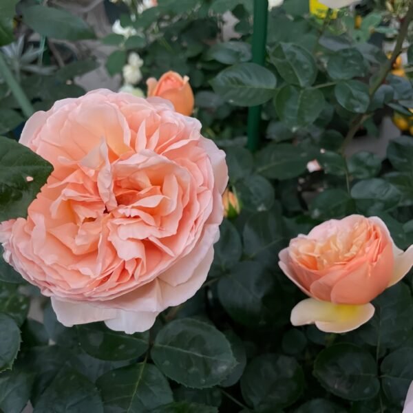 Tropicana Rose