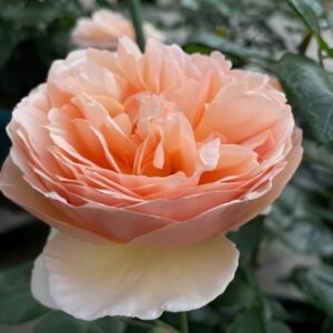 Tropicana Rose