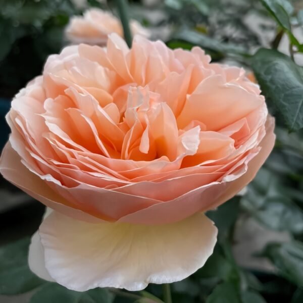 Tropicana Rose