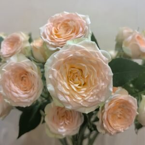Tropicana Rose