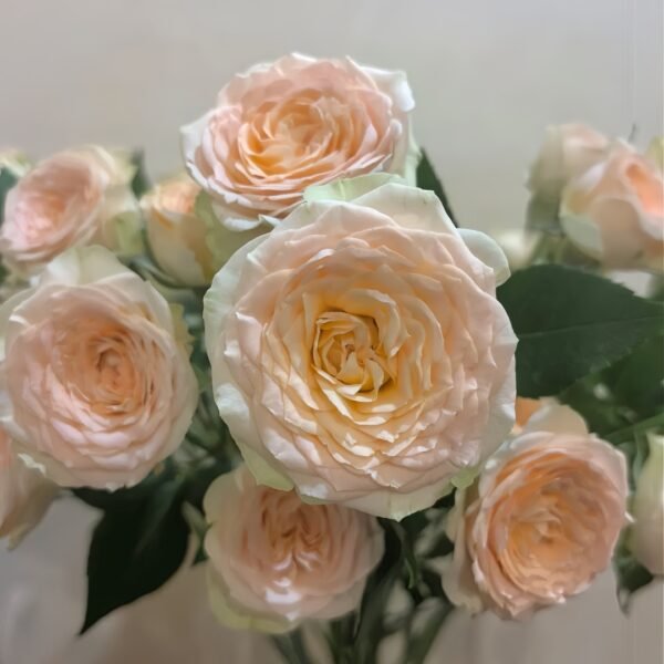 Tropicana Rose