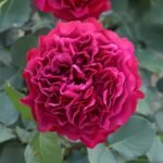 Velvety Twilight Rose