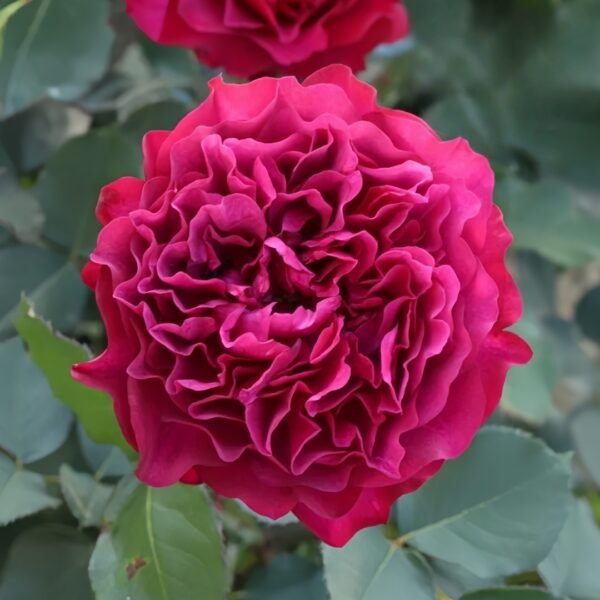 Velvety Twilight Rose