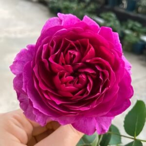 Velvety Twilight Rose