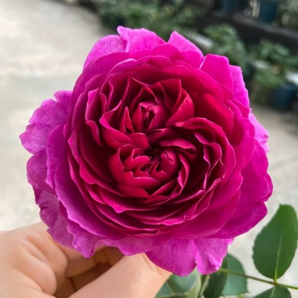 Velvety Twilight Rose
