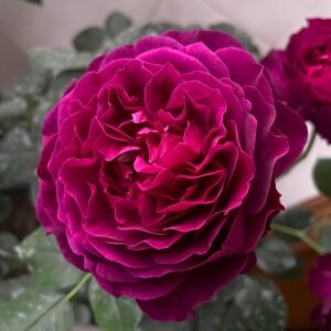 Velvety Twilight Rose
