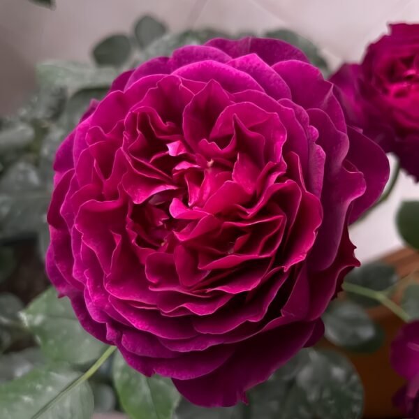 Velvety Twilight Rose