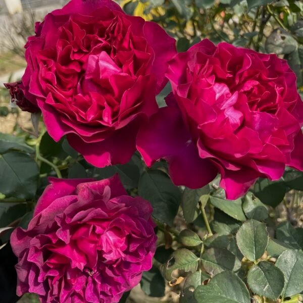 Velvety Twilight Rose