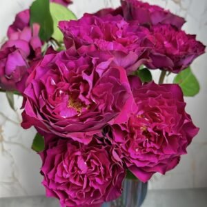 Velvety Twilight Rose