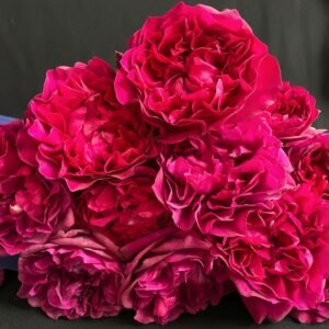 Velvety Twilight Rose