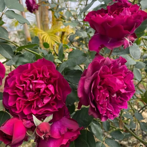 Velvety Twilight Rose