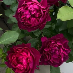 Velvety Twilight Rose
