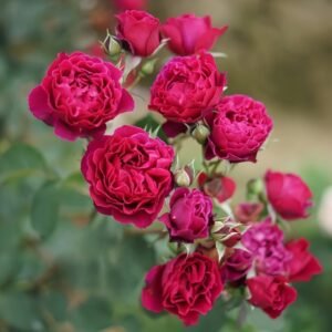 Velvety Twilight Rose