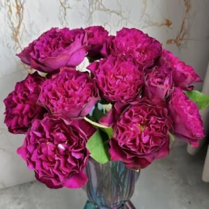 Velvety Twilight Rose