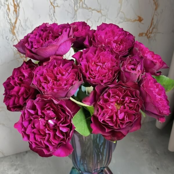 Velvety Twilight Rose