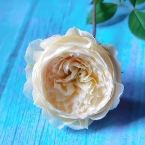 Weeping beauty Rose