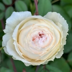 Weeping beauty Rose