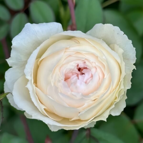 Weeping beauty Rose
