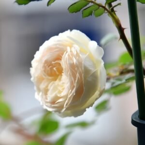 Weeping beauty Rose