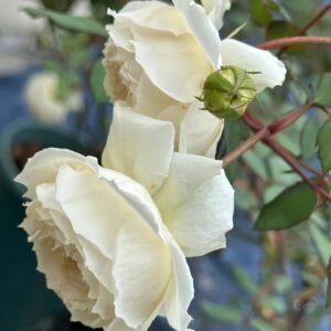 Weeping beauty Rose