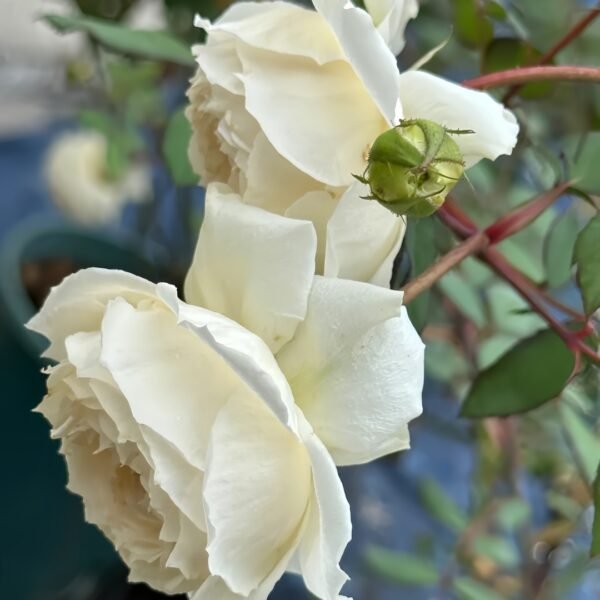 Weeping beauty Rose