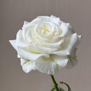 White Chocolate Rose